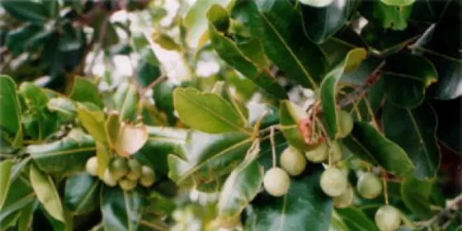 Mandravasarotra ou Saro