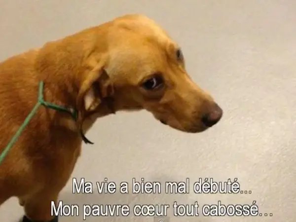 Lycka est en attente d'une opération du coeur