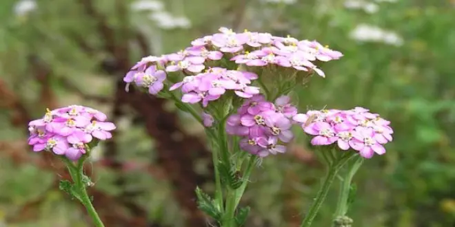 L'achillée millefeuille