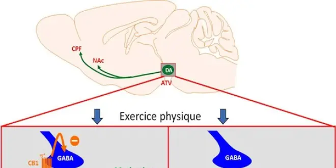 ©Inserm/F. Chaouloff