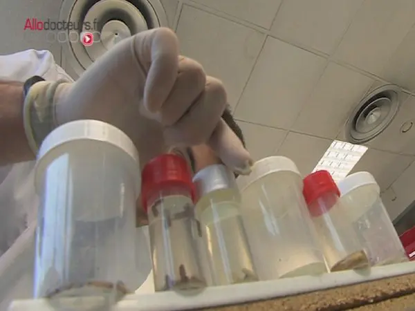 Les insectes livrent leurs secrets