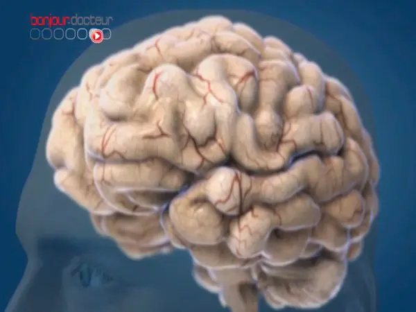 Les scientifiques se donnent jusqu'à 2023 pour modéliser le cerveau humain