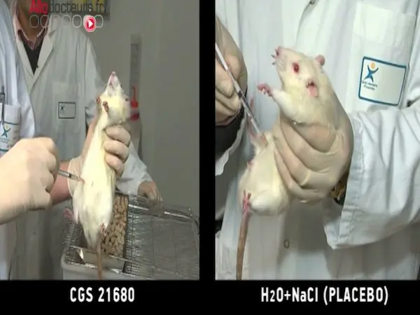 La consommation des rats alcoolodépendants a chuté de 75 %