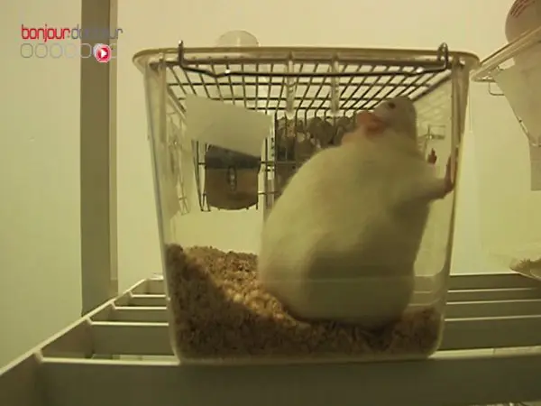 La flore intestinale... une piste dans le traitement de l'obésité