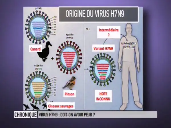 Origine du virus H7N9