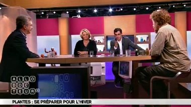 Plantes : tisanes, comprimés ou huiles essentielles ?