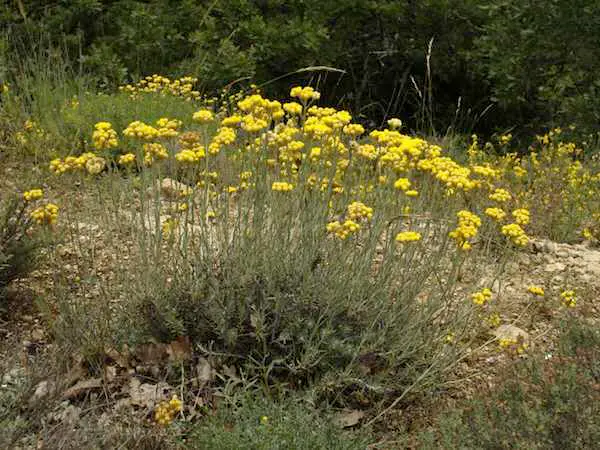 L'Immortelle d'Italie