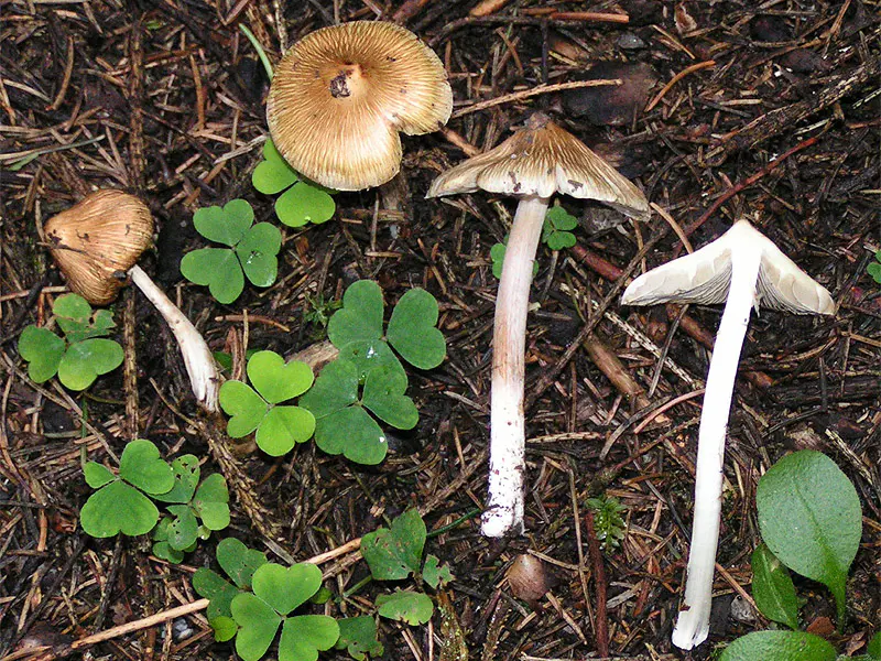 Inocybe fastigié, l'un des nombreux inocybes contenant des doses importantes de muscarine