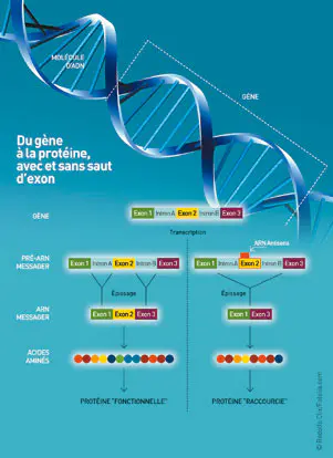 Schéma explicatif du saut d'exon. Source : Institut de biothérapie
