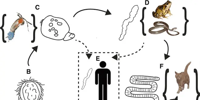 Source : Genome Biology, doi:10.1186/s13059-014-0510-3