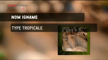 Compléments alimentaires : soupçons sur des produits à base d’igname