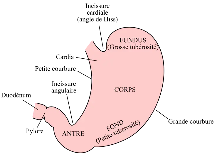 Le film contenant l'hélium s'élève dans la grosse tubérosité (fundus) et fait légèrement remonter l'estomac contre le diaphragme, entraînant parfois de violentes crises de hoquets ou des spasmes d'hilarité.