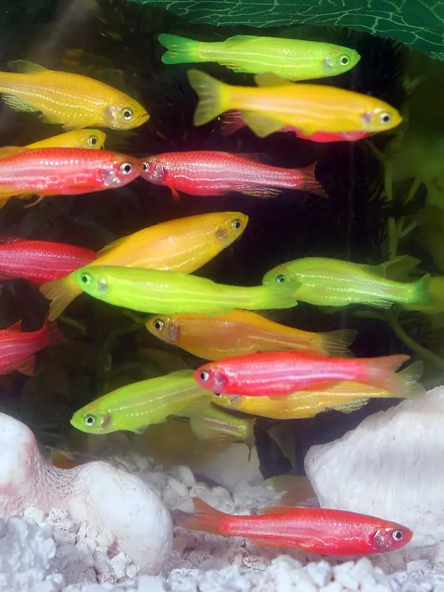 Des GloFish®. (DR)