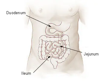 L'intestin grêle est divisé en trois parties: le duodénum, le jéjunum, et l'iléum