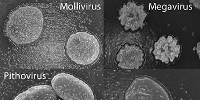 Microscopie électronique à balayage des particules des 4 familles de virus géants désormais connues. Les plus grandes dimensions vont approximativement de 0,6 micron (Mollivirus) à 1,5 micron (Pandoravirus) - © IGS CNRS/AMU