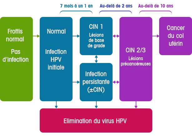 Evolution des différents grades des lésions à HPV ©Papillomavirus.fr