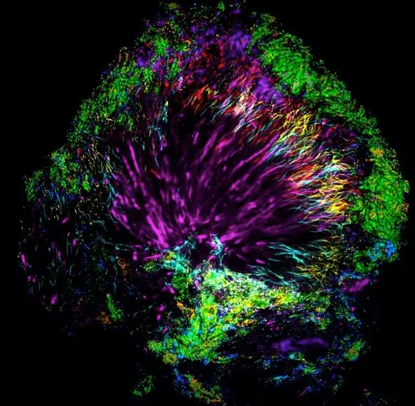 Bactéries©Jessica Mark Welch and Gary Borisy/PNAS