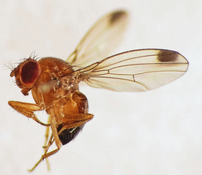 Drosophila Suzukii mâle (cc-by-sa Martin Cooper)