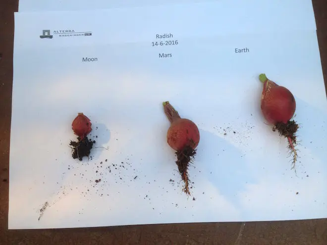 Radis cultivés sur un sol de type lunaire, martien, et terrestre. (crédits : Wieger Wamelink)
