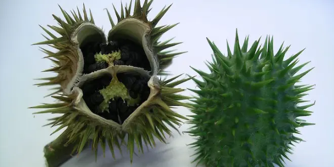 Des bogues de datura