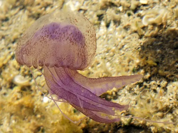 Méduse Pelagia noctiluca