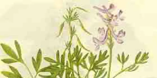 Gravure extraite d'un traité botanique chinois représentant la Corydalis yanhusuo (延胡索).