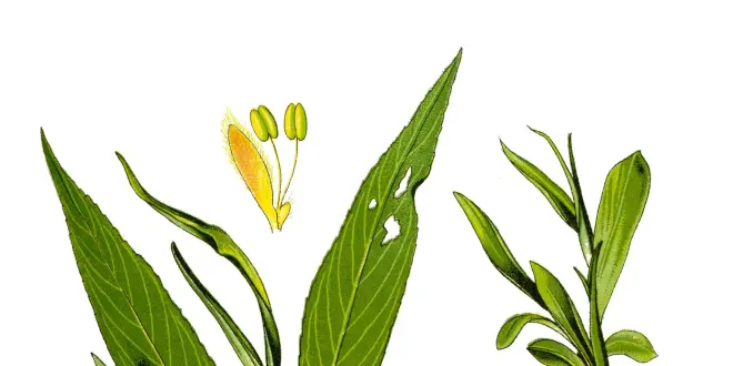 Planche de 1885 présentant les feuilles et les fleurs du saule blanc (Flora von Deutschland, Österreich und der Schweiz, 1885)