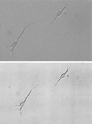Un cliché présenté par Vannoni comme le fruit des travaux de Stamina, présenté à l'appui d'une demande de brevet en 2010 (image du dessus) et un cliché tiré de l'article russo-ukrainien de 2003.
