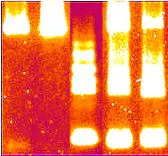 Une version saturée de l'image qui a déclenché la suspicion d'un contributeur de Pubpeer. Le fond de la troisième colonne est différent du reste du cliché, suggérant que cette section de l'image a été insérée a posteriori avec un logiciel.