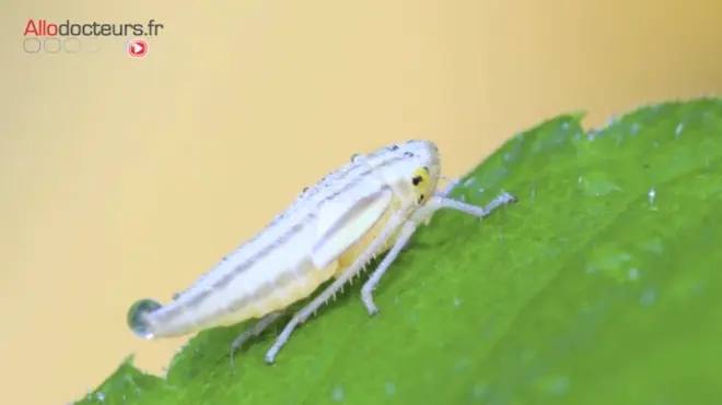 La cicadelle de la flavescence dorée