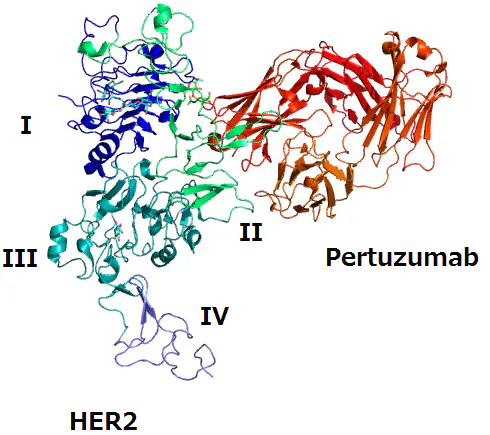 En bleu, la protéine HER2. En rouge, le Pertuzumab, qui se fixe sur une partie de la molécule. (Crédits : Takuma-sa)