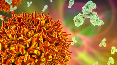 Image d'illustration. Lymphocytes B et anticorps.