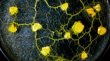 Image d'illustration de blobs