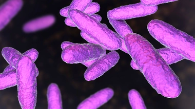 La Donovanose est provoquée par la bactérie Klebsiella granulomatis