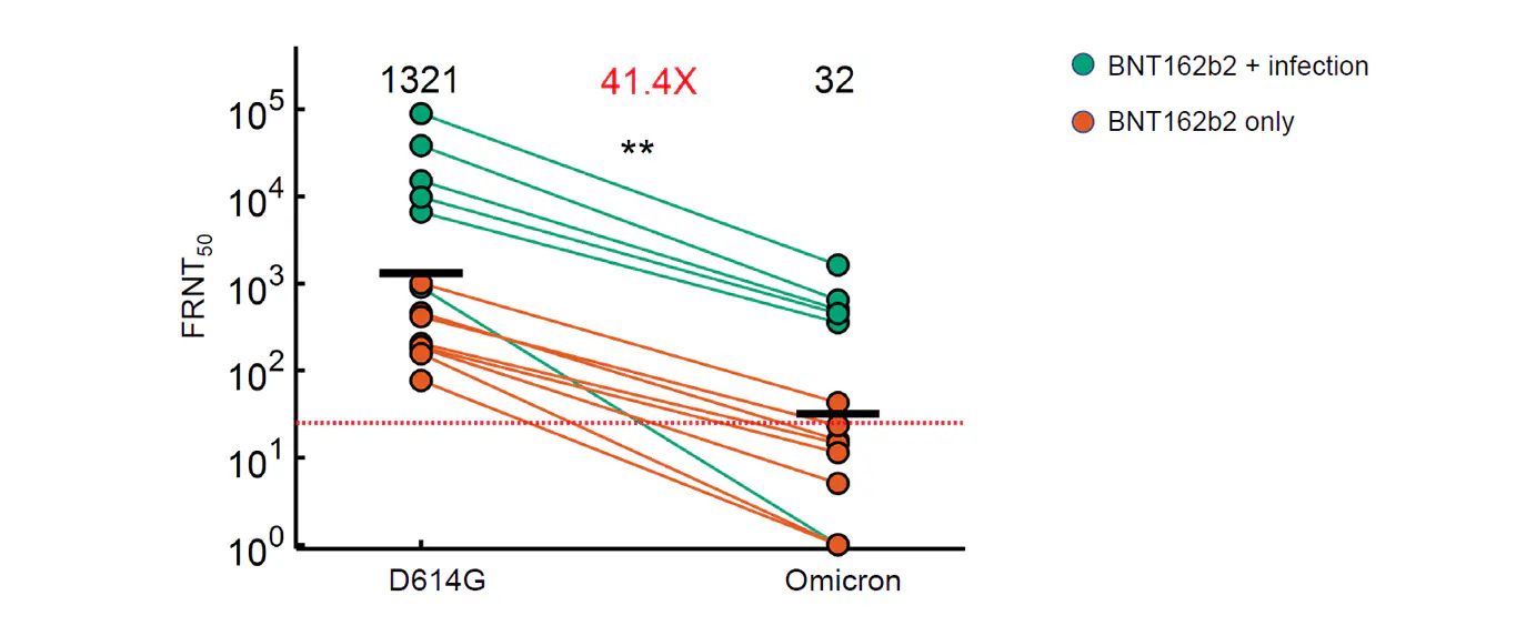 En vert : patients infectés puis vaccinés par Pfizer, en orange : vaccinés par Pfizer mais jamais infectés. "Points" à gauche : neutralisation (apportée par les anticorps) face à la souche initiale, "Points" à droite  : neutralisation face au nouveau variant Omicron. 