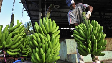 Chlordécone: le cancer de la prostate reconnu comme maladie professionnelle