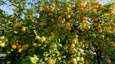 Dans le citron de Menton, tout est bon !