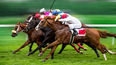 Chevaux de course : des patients très spéciaux