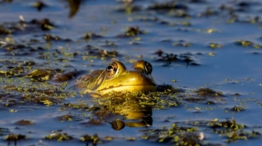 Des scientifiques font repousser des pattes à des grenouilles amputées