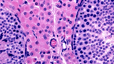Image d'illustration de cellules testiculaires situées dans les tubules séminifères