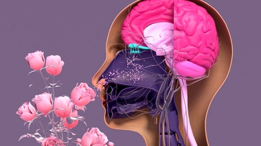 Parosmie : des injections de plasma pour traiter ce trouble de l'odorat