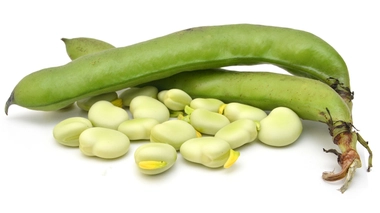 La culture de la fève, une tradition niçoise