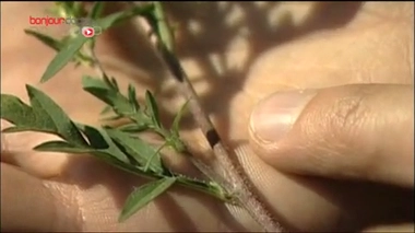 Allergies : alerte aux pollens d'ambroisie