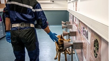 Les chiens sont-ils plus efficaces qu’un test PCR pour détecter le Covid ?