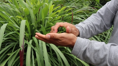 Cet été, évitez les piqûres de moustiques grâce aux plantes !