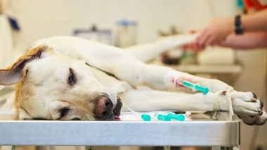 Douleurs et fatigue du chien : et si c'était une hernie discale ?