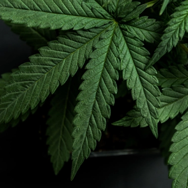 Cannabis : une vraie dépendance