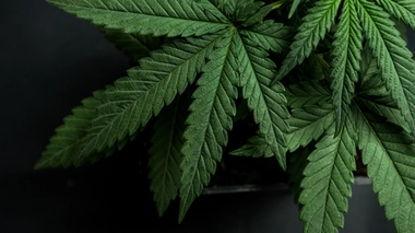 Cannabis : une vraie dépendance