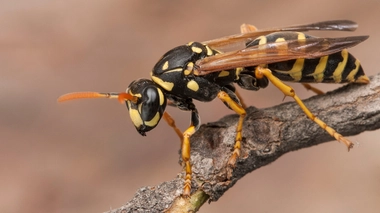 Quels gestes adopter en cas de piqûre de guêpe ?