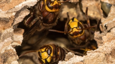 Piqûres d’insectes, gare aux allergies !